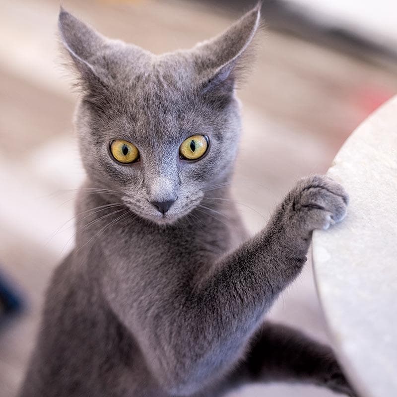 Julius the gray cat