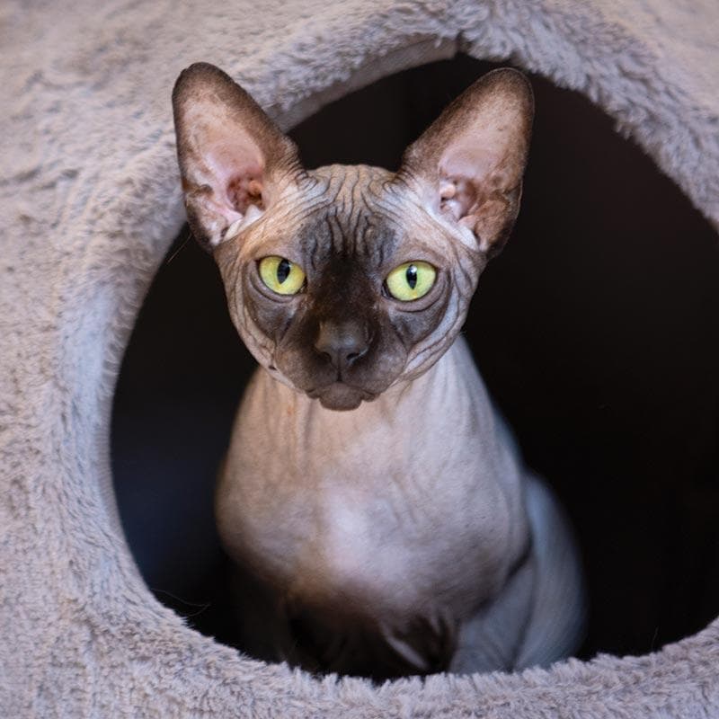 Socko the hairless cat