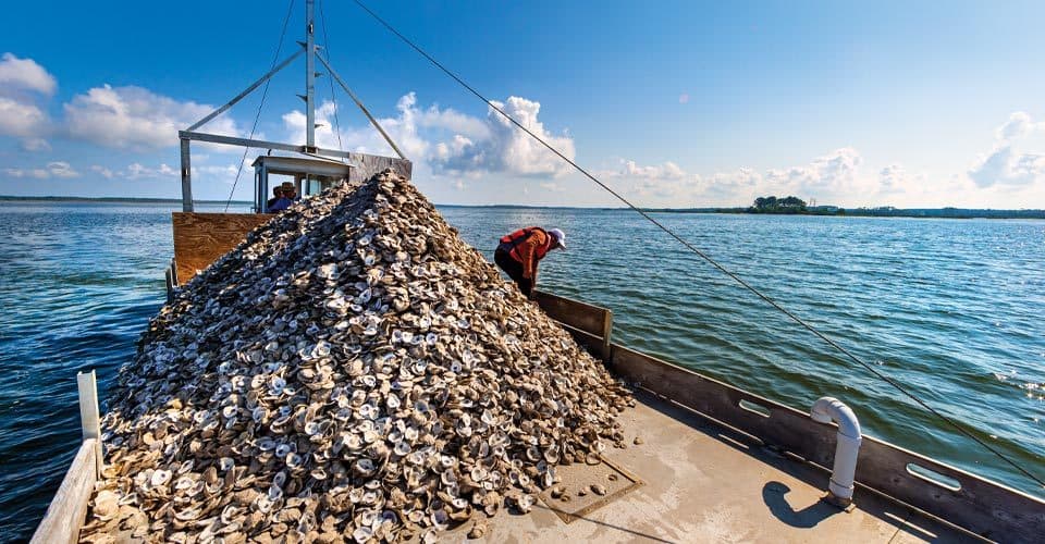 Pile of oyster shells on boat