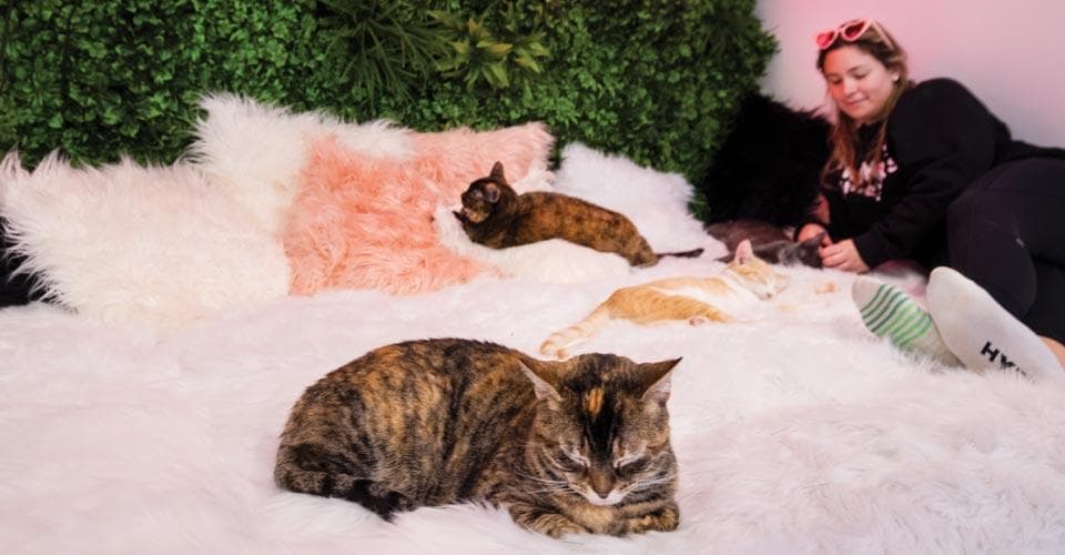 Cat cafe