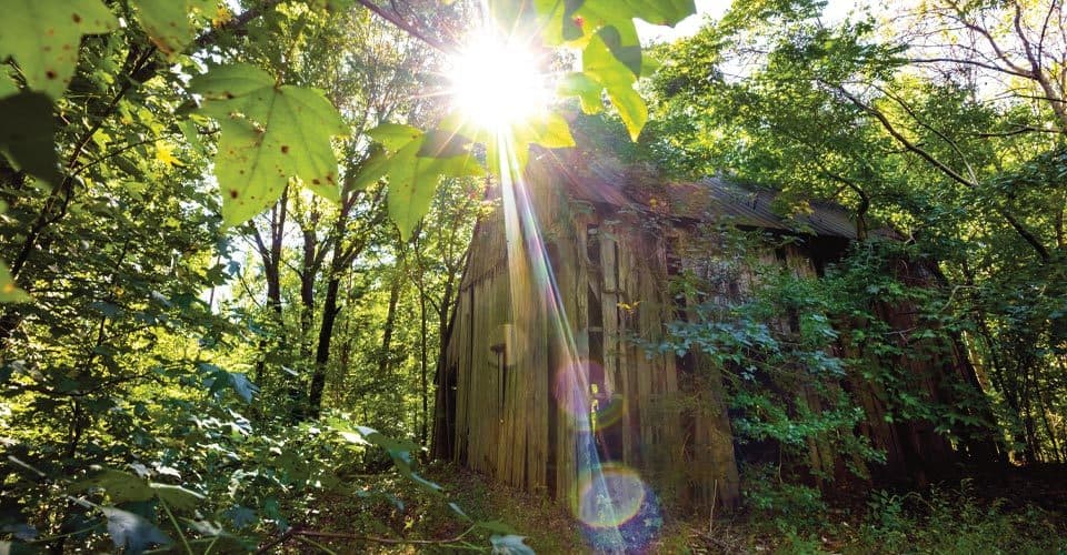 sun shines above tobacco farm in woods
