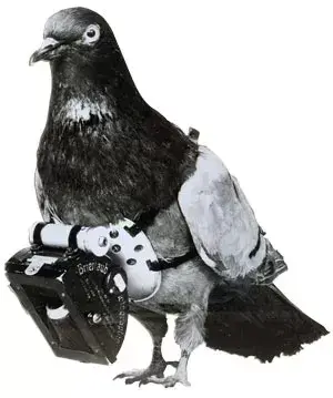 bird