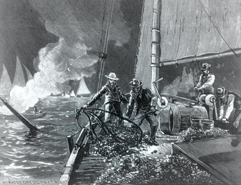 illustration of oyster pirates