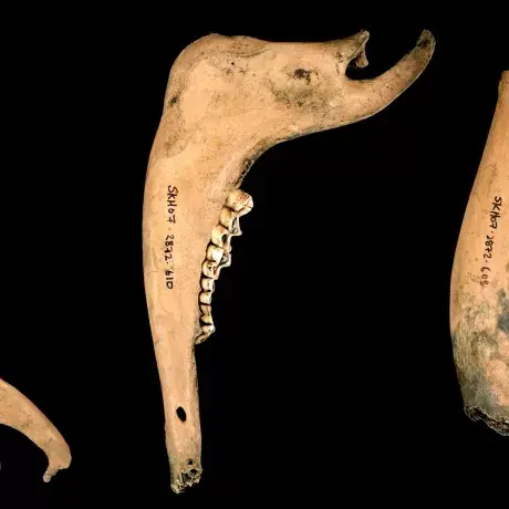 Sheep Mandibles