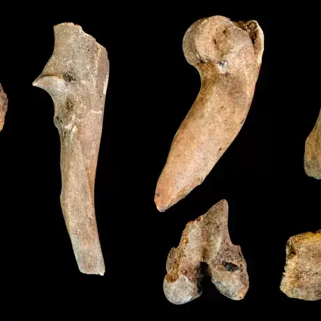 Pig Bones