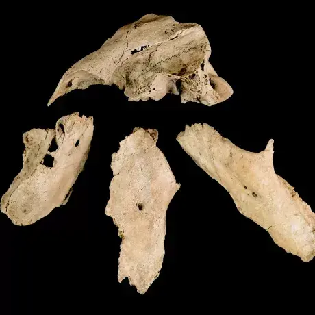 Cattle Skulls