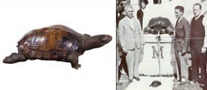 Testudo