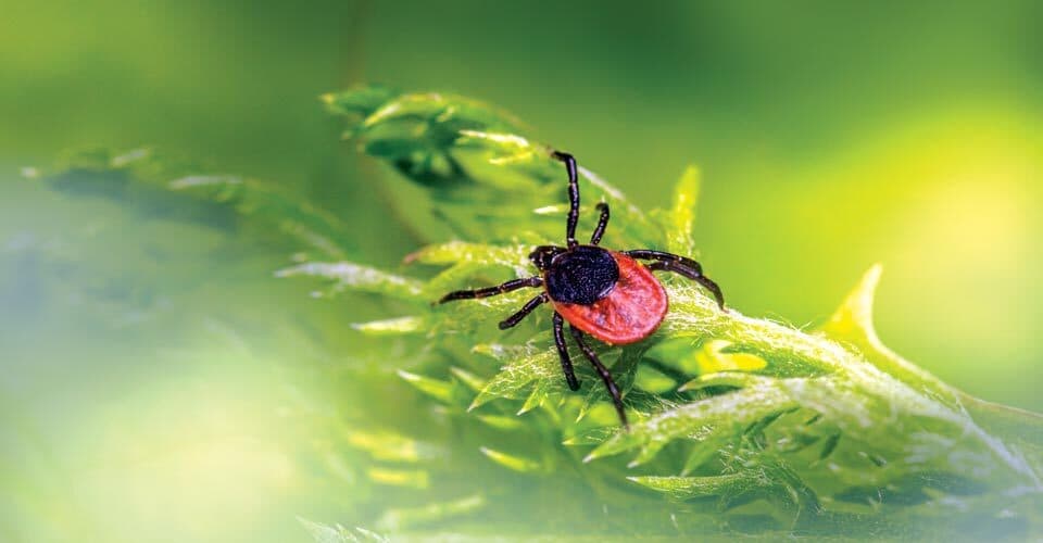 tick