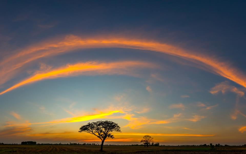 lone tree at sunset, its colors reflected in streaks of clouds