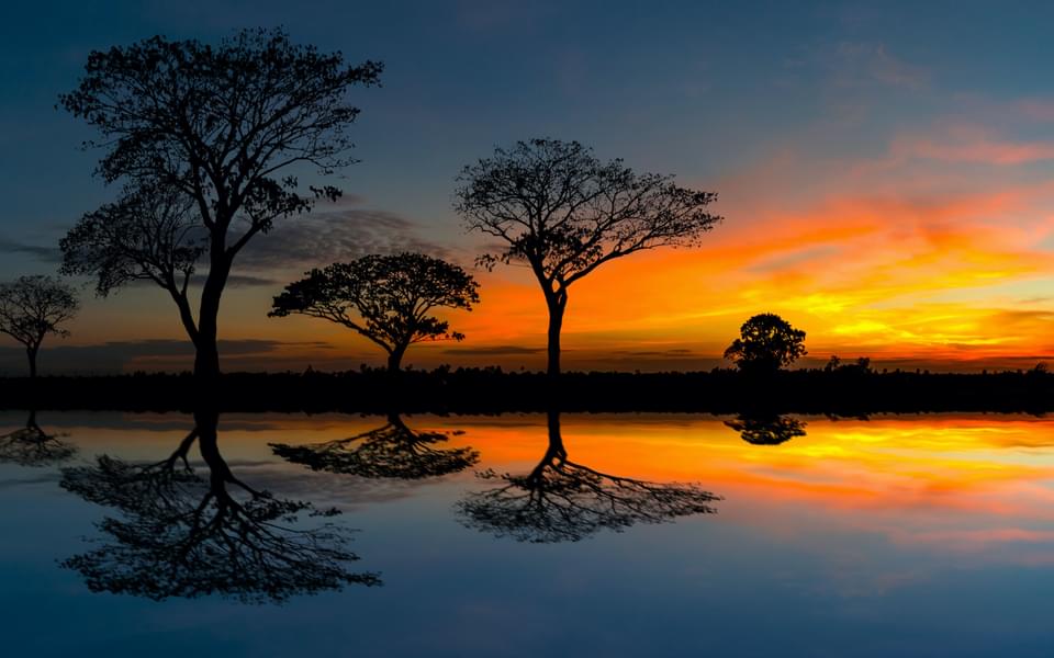 Acacia trees silhouetted against a setting sun reflection on water.