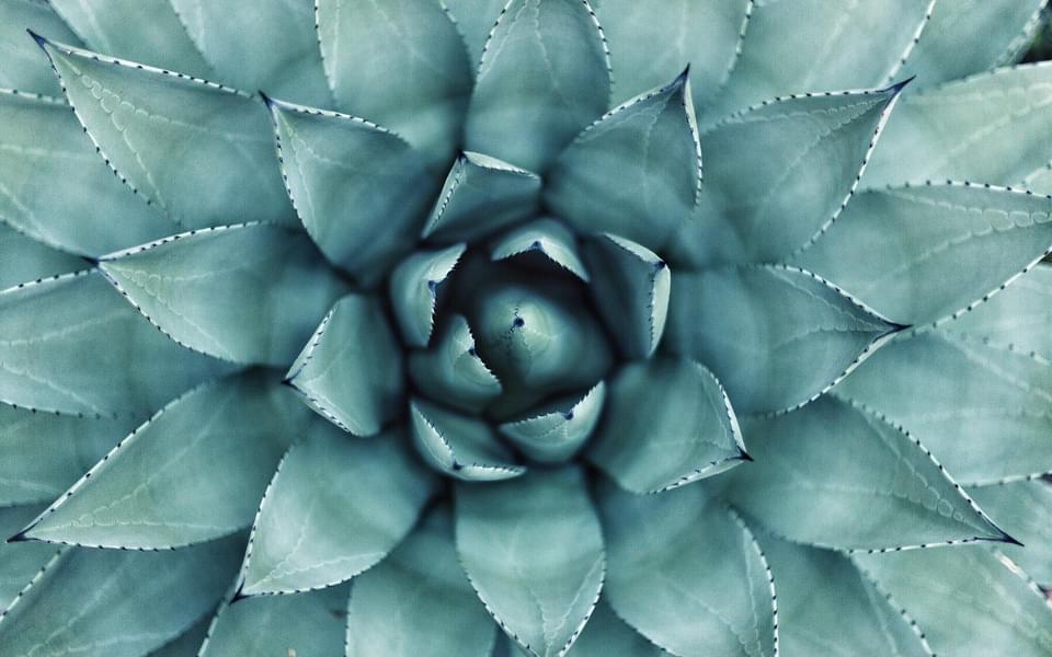 Closeup picture of a succulent plant