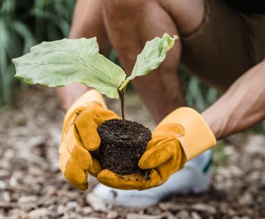 A pair of hands holding a seedling plant