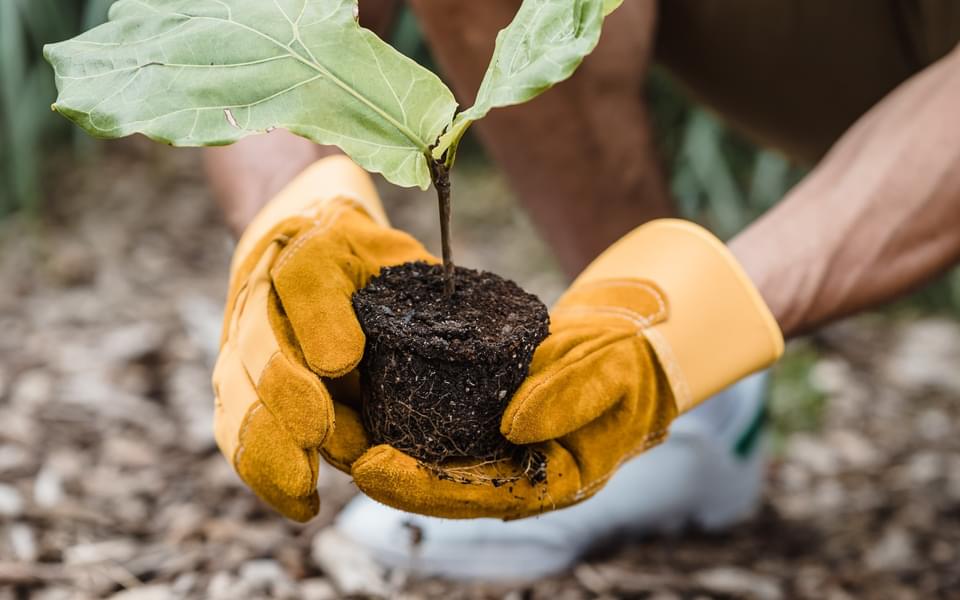 A pair of hands holding a seedling plant