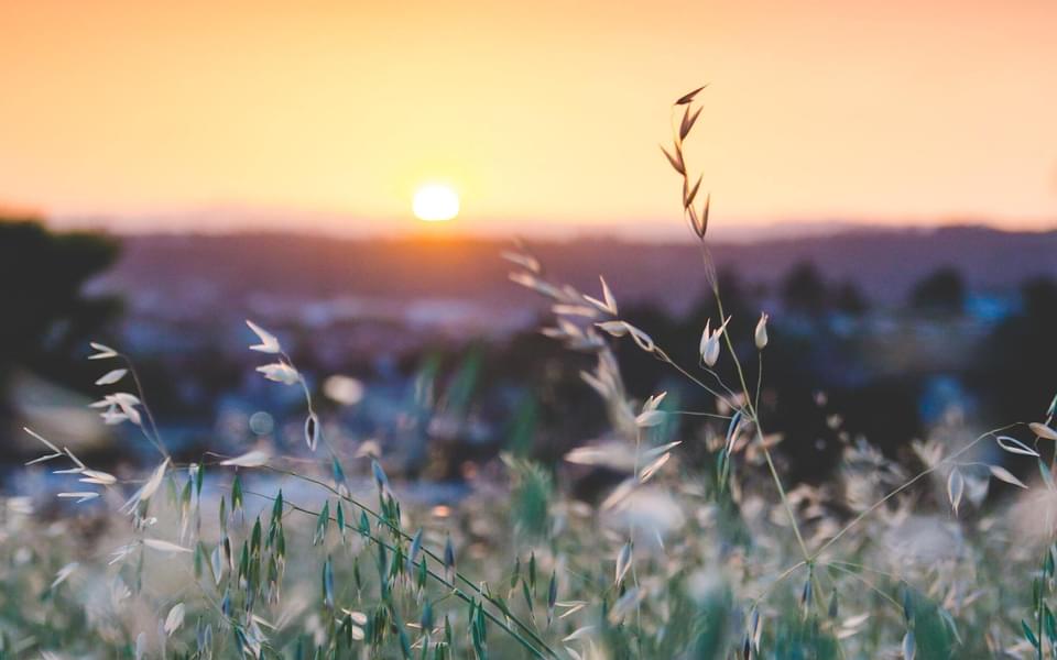 wild grass and sun setting