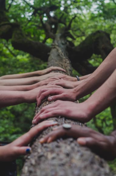 Many different pairs of hands placed on top of a tree trunk