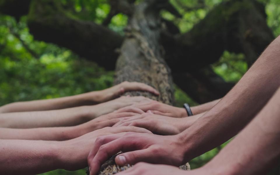 Many different pairs of hands placed on top of a tree trunk
