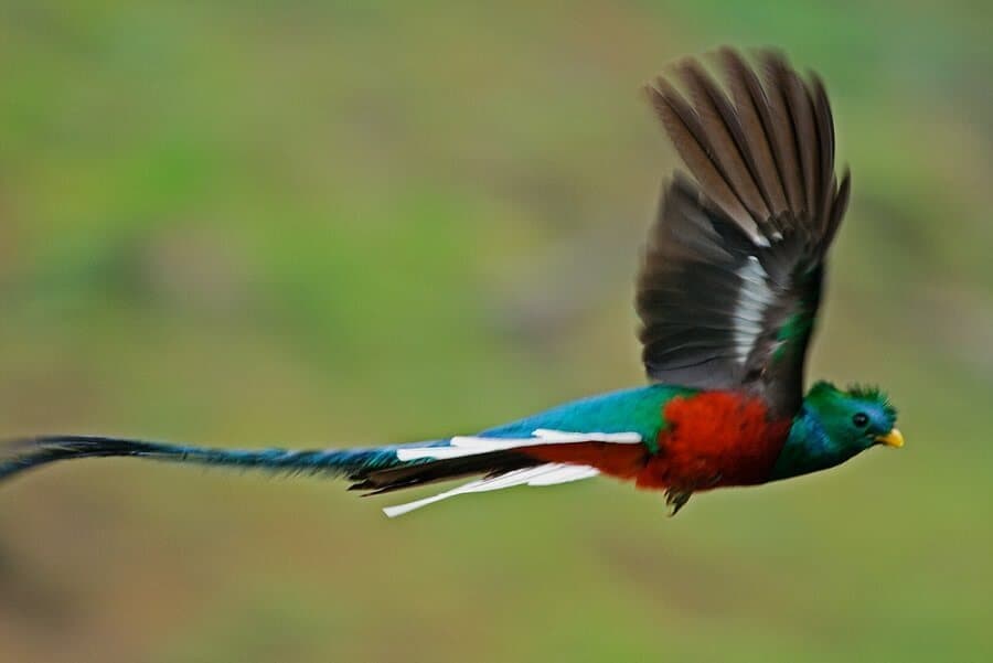 Quetzal National Bird