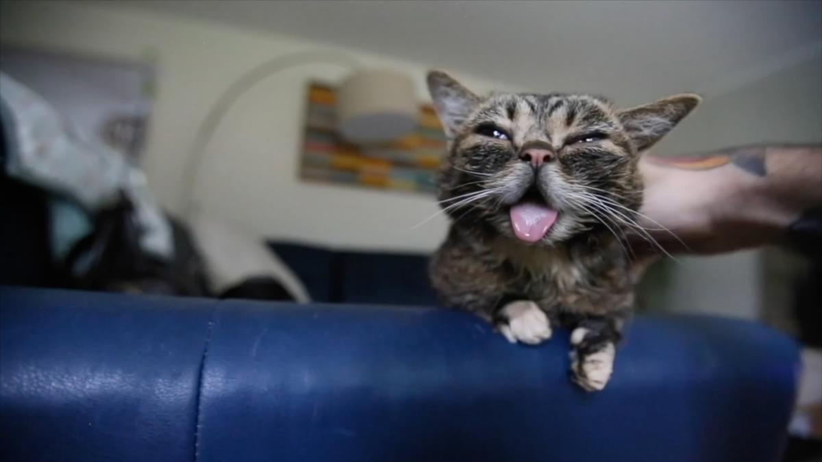 Cat Video Fest4