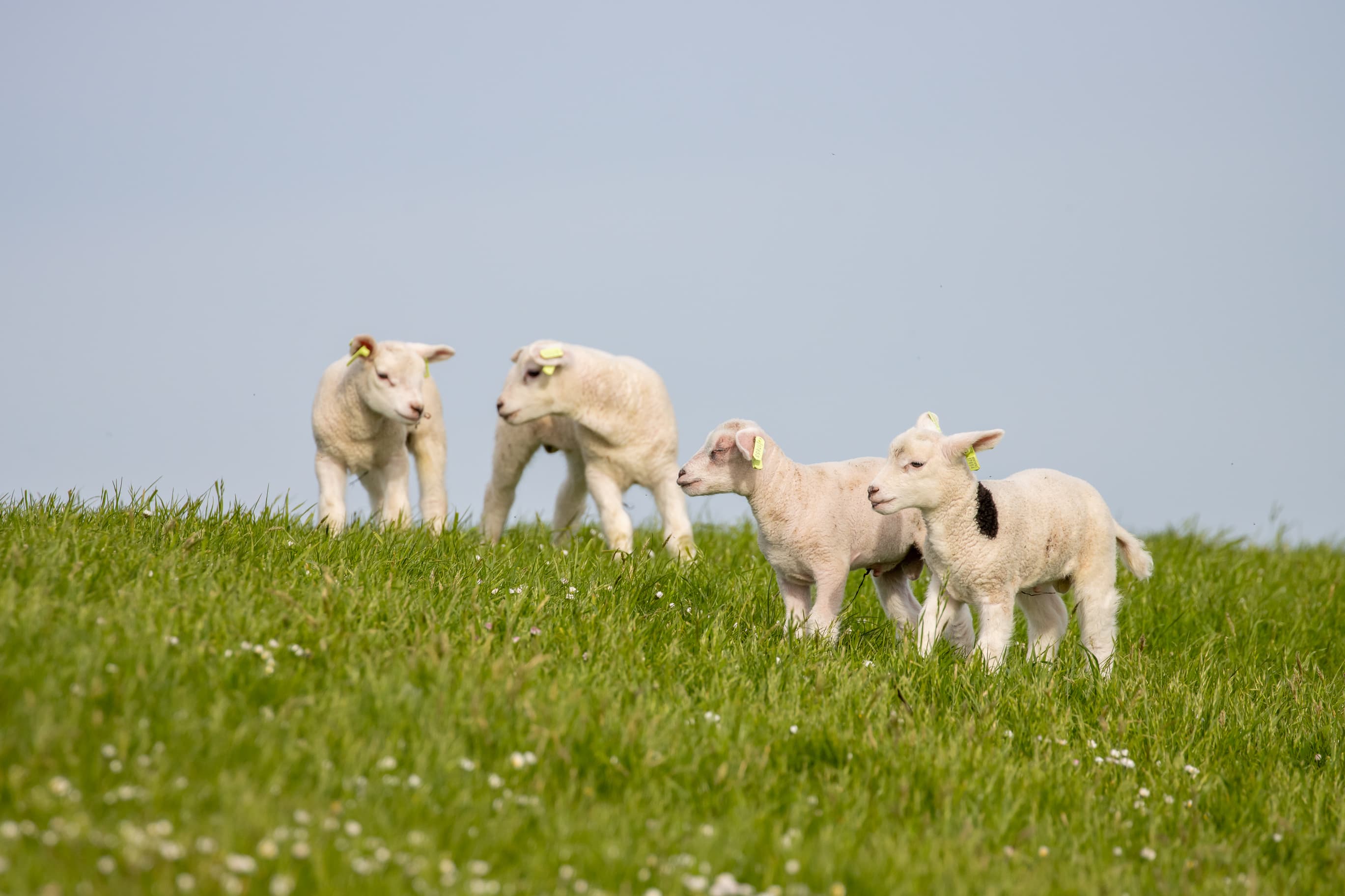 Lammetjes 8889 1