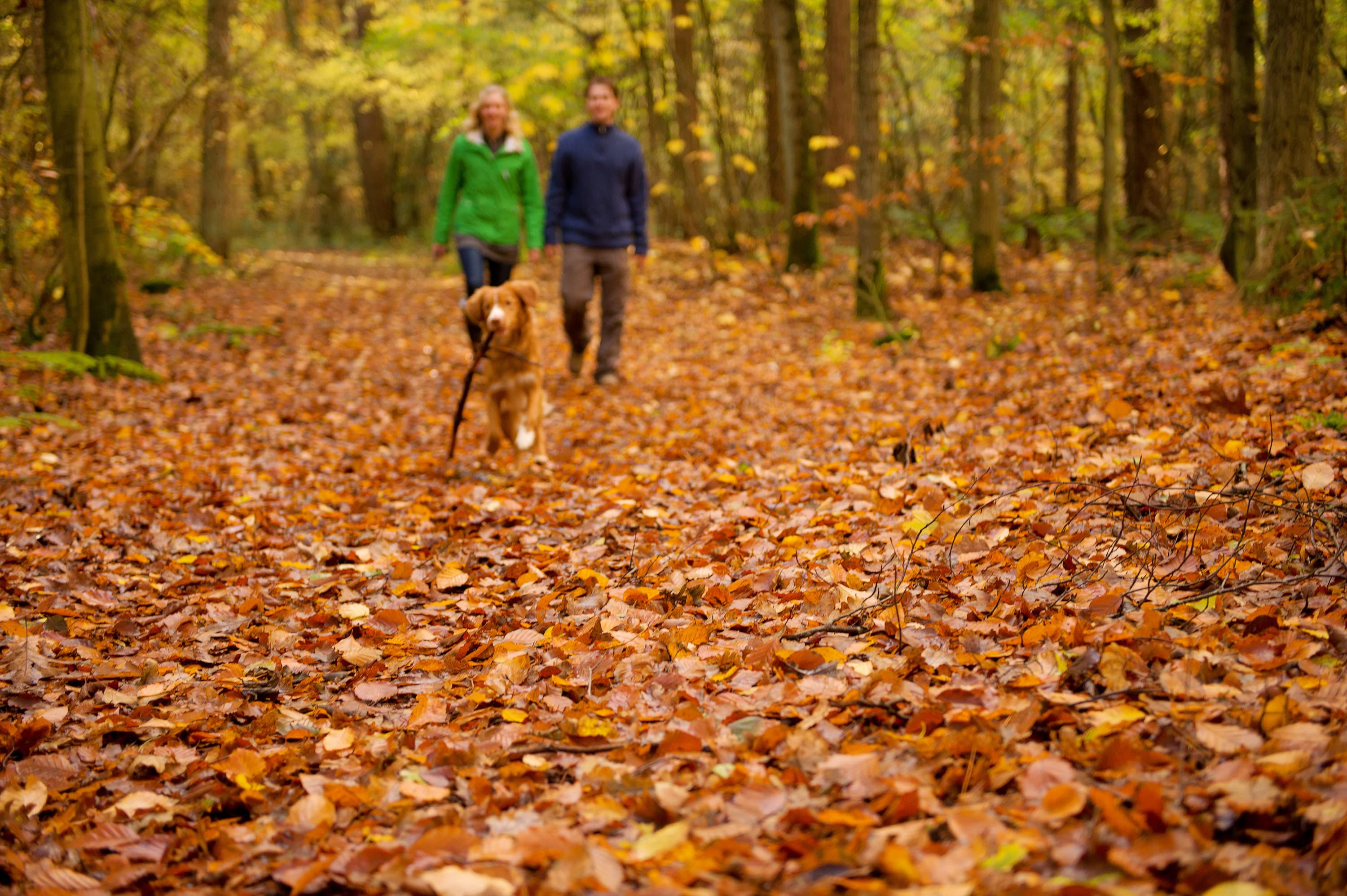 Terschelling herfst herfstwandeling in het bos met de hond GROOT