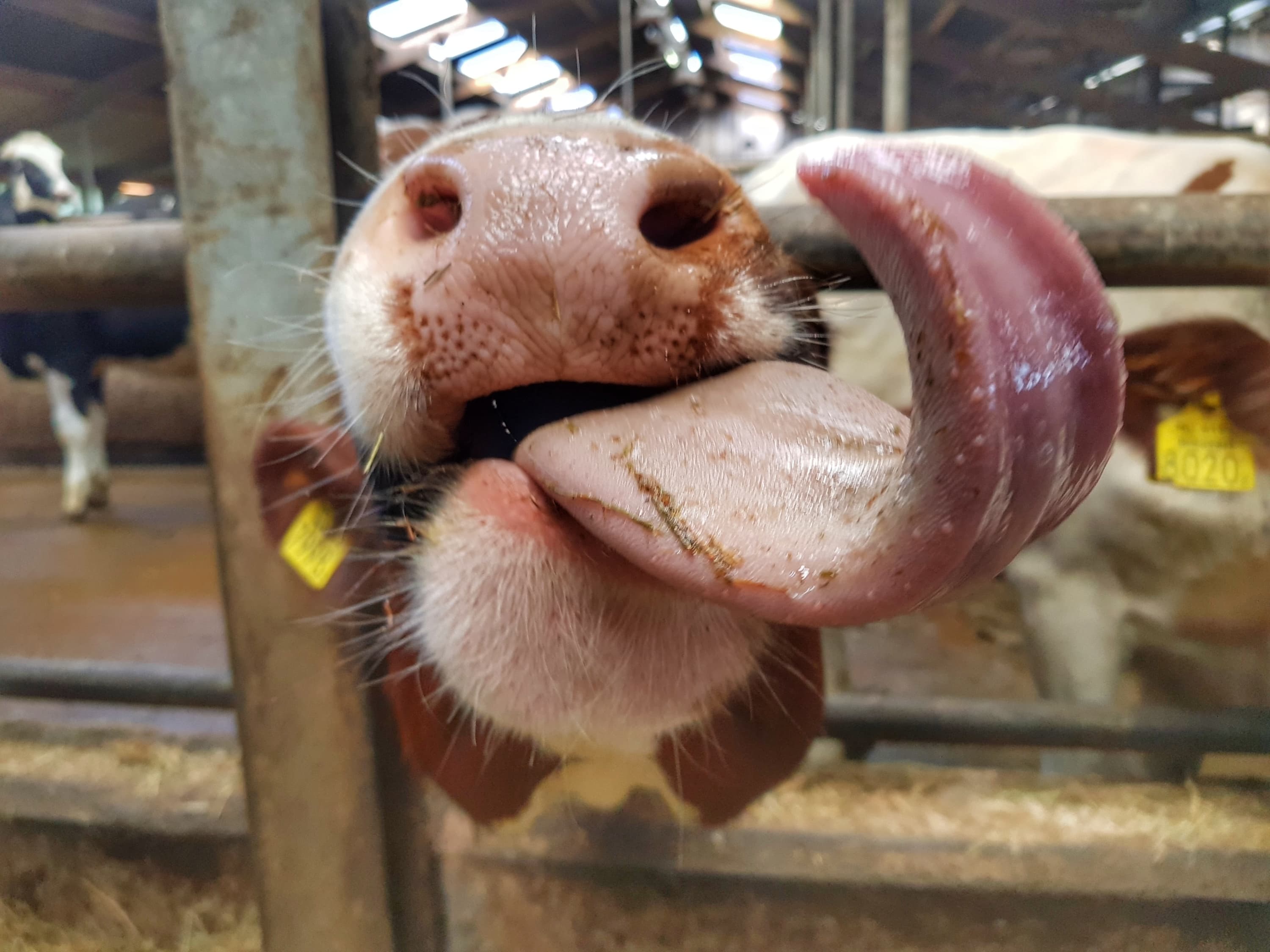 VVV Boerenpad Boerderij Terschelling koeien stal Flang 3