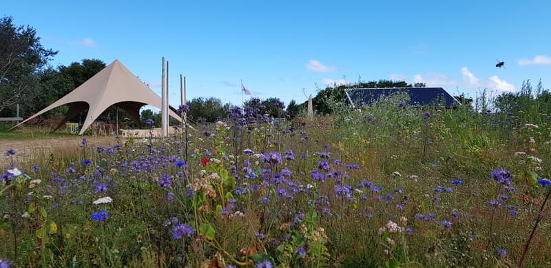 Bijenpark terschelling 24 1c5a141376e2f7340fcdb9762aa8b6f7