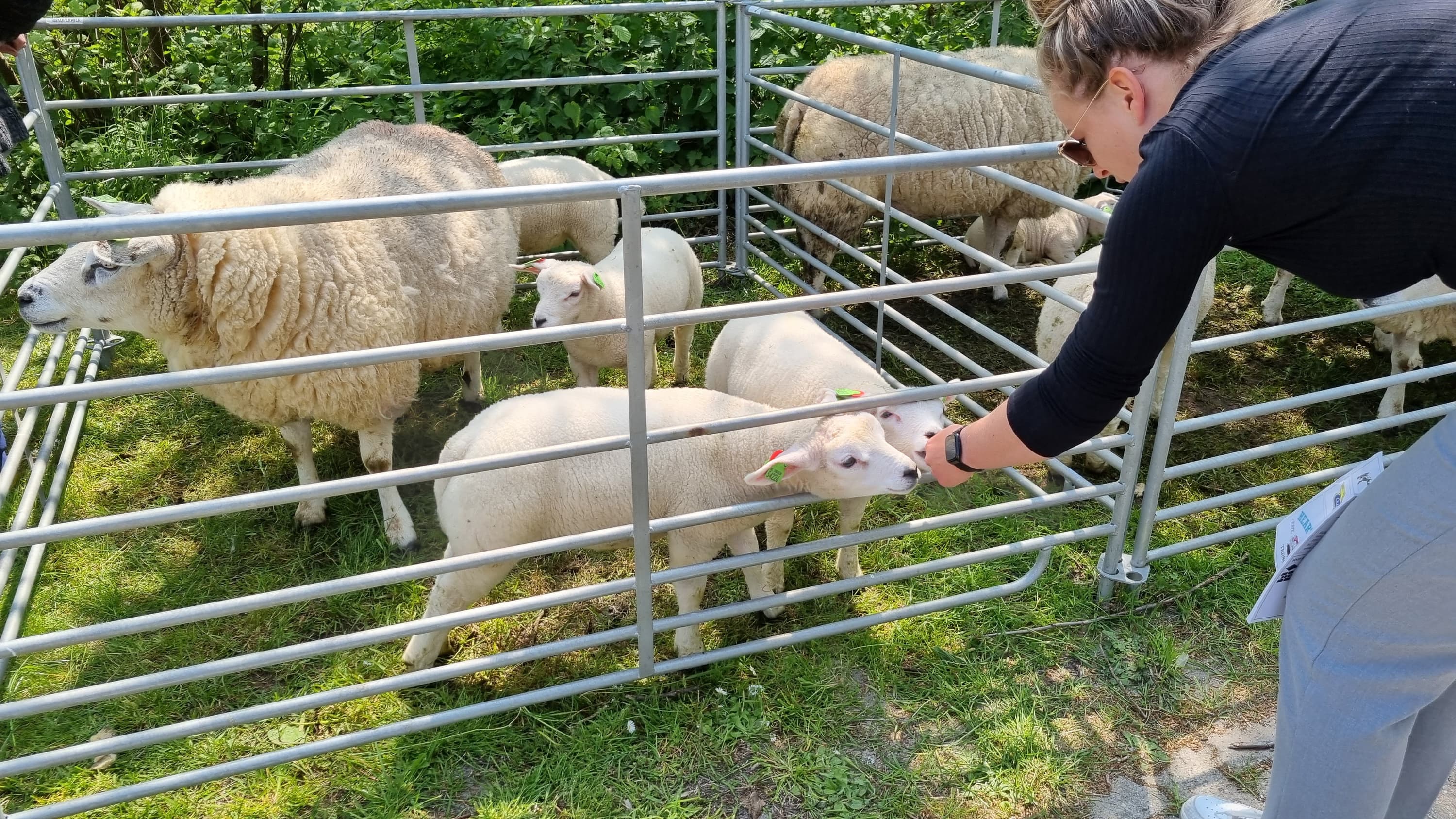 Dag vh Schaap Lenie de Boer 2