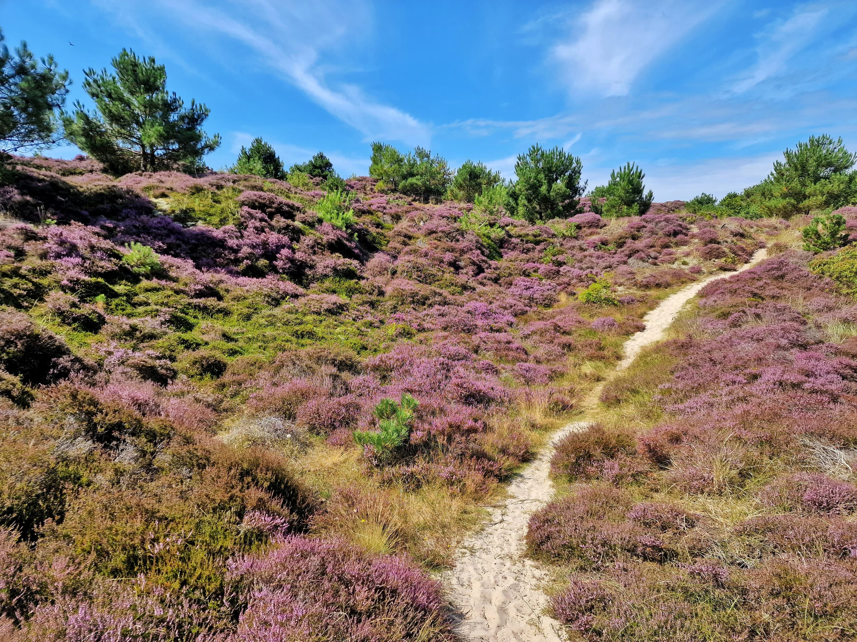 Heide bloei west 22 01