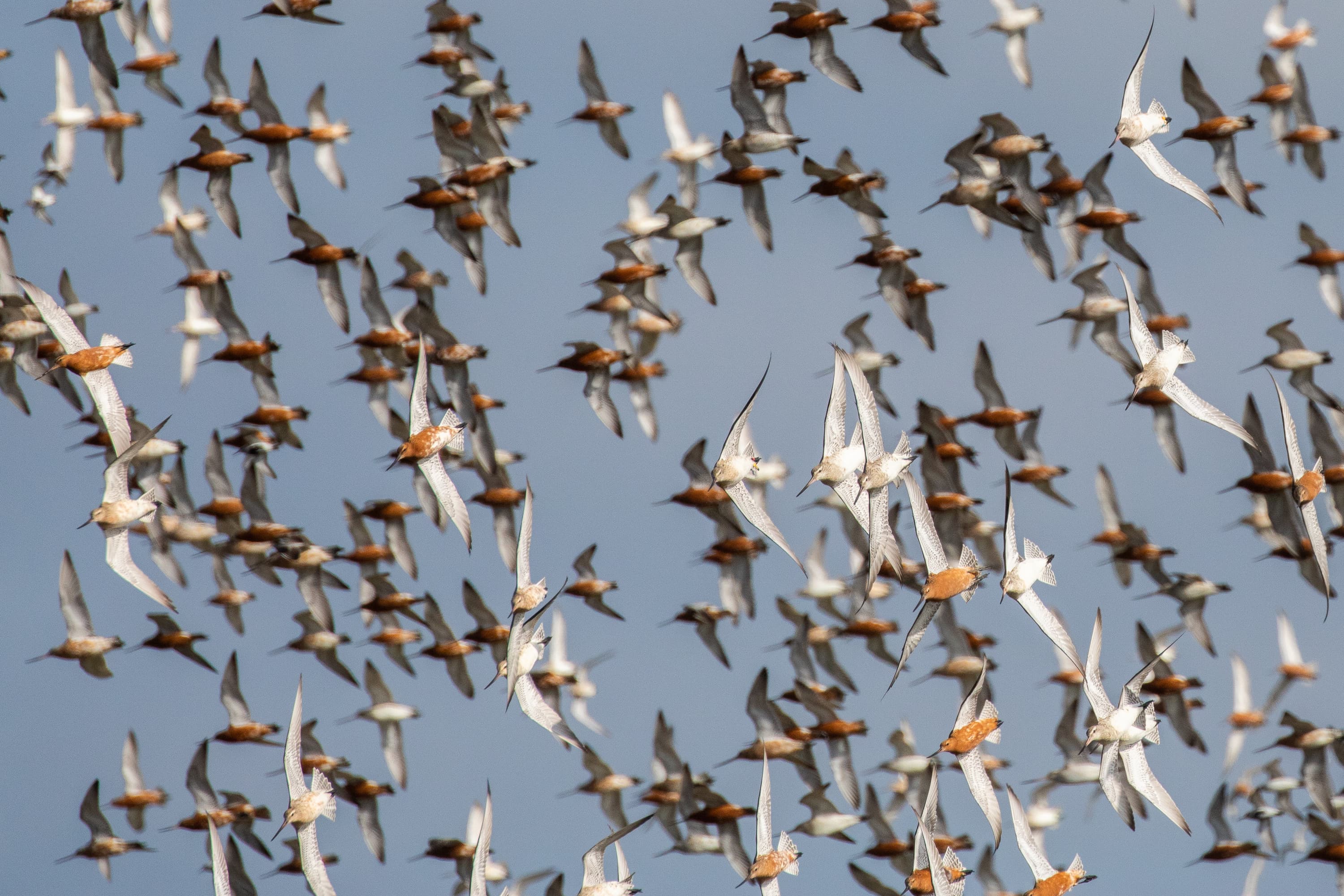 Kanoet en Rosse Grutto 1