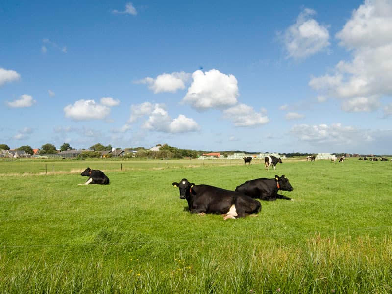 Terschelling koeien in de wei wolken zon