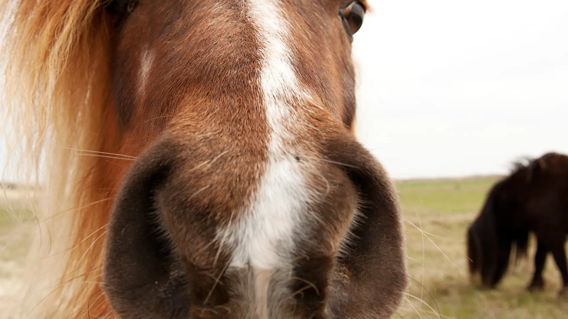 VVV Terschelling paard pony shetland huifkar dier