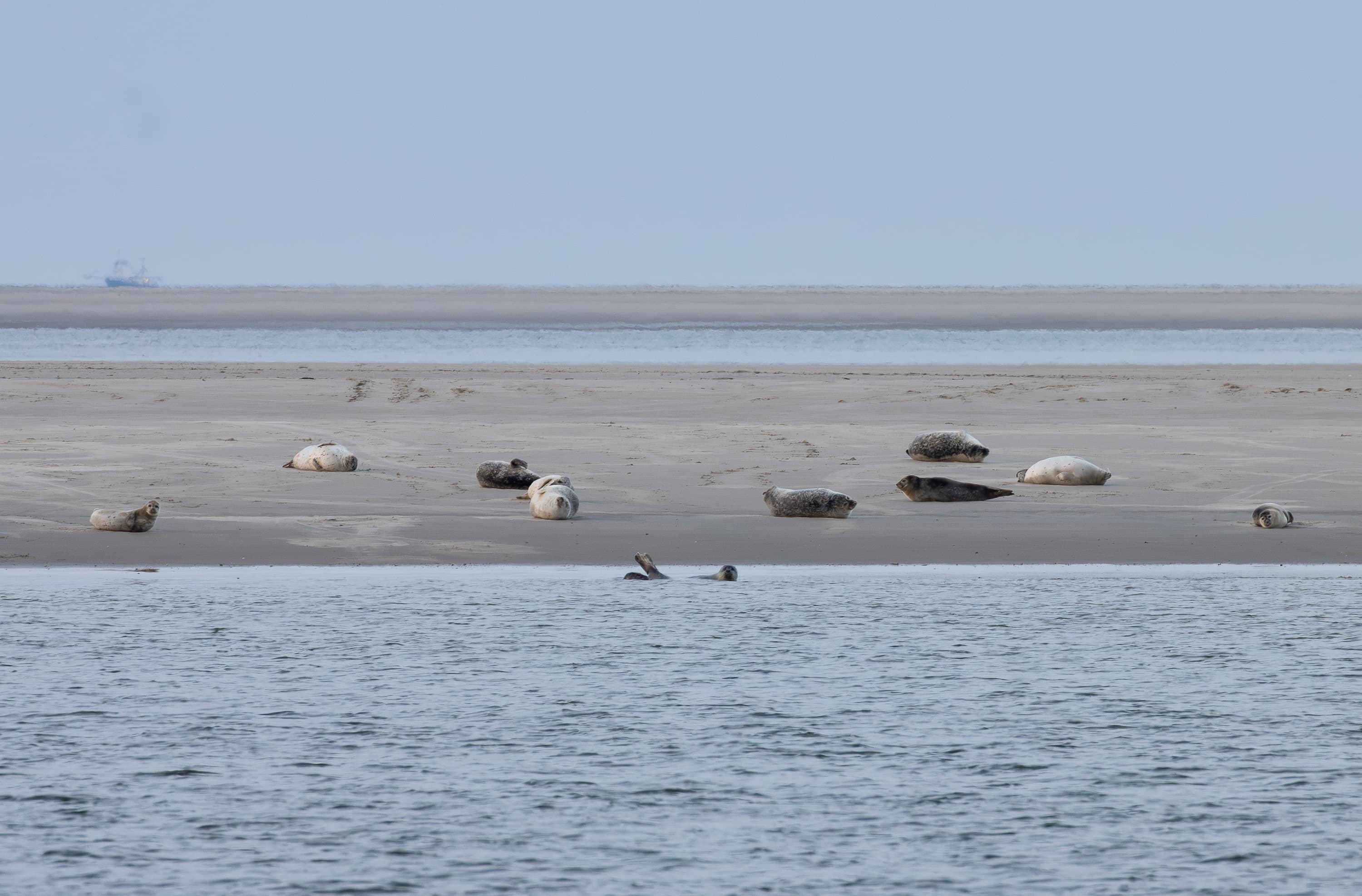 Zeehonden paal 3 Lenie de Boer