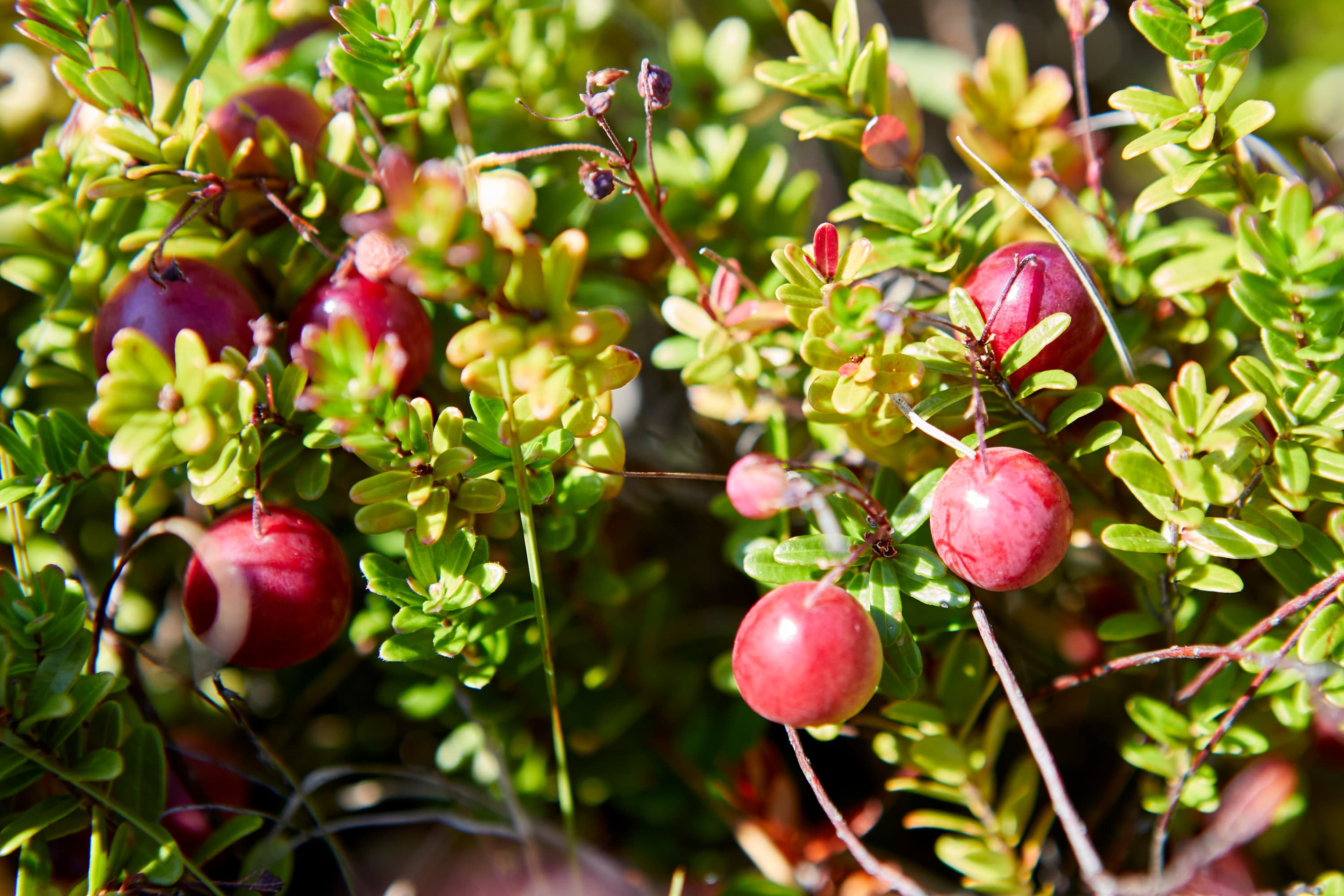 Cranberry