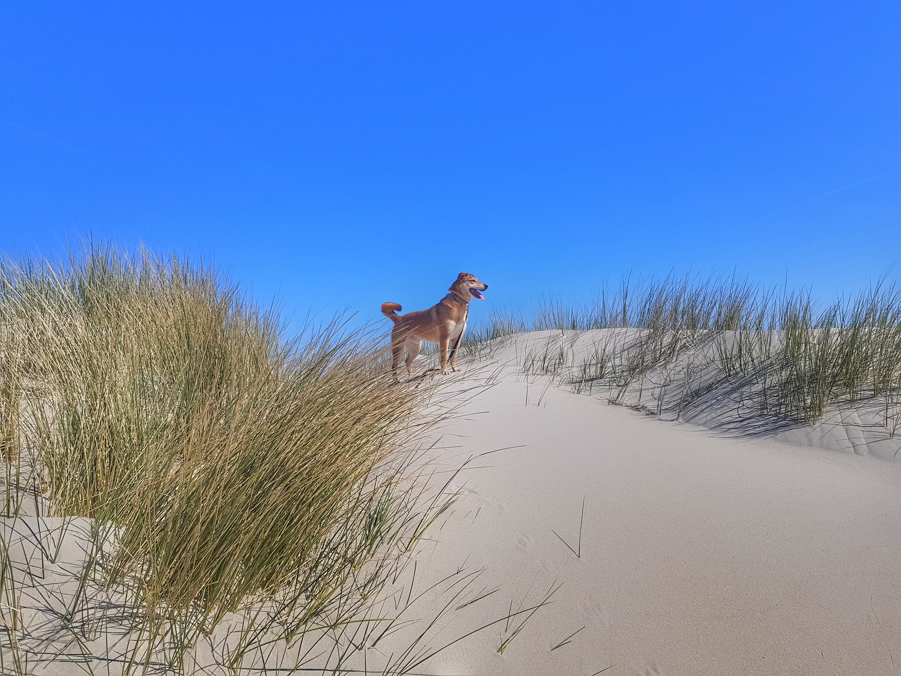 Met de hond naar terschelling