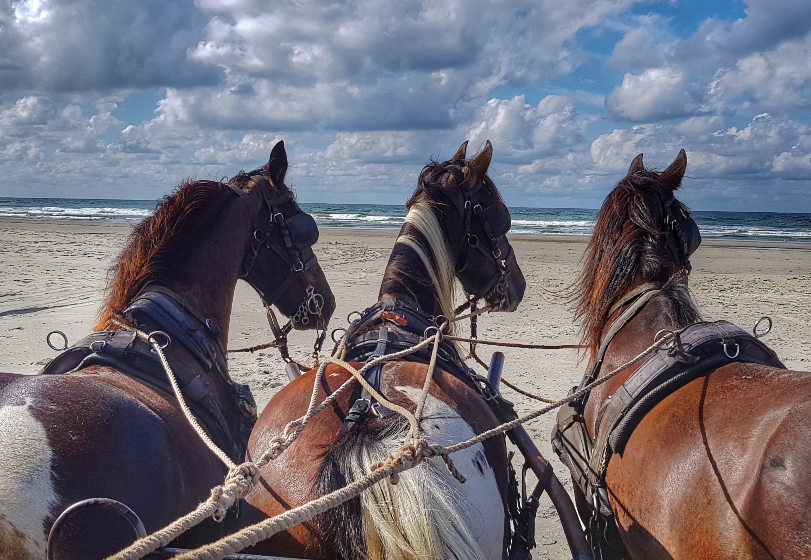 Paardrijden op Terschelling | Activiteiten | VVV Terschelling