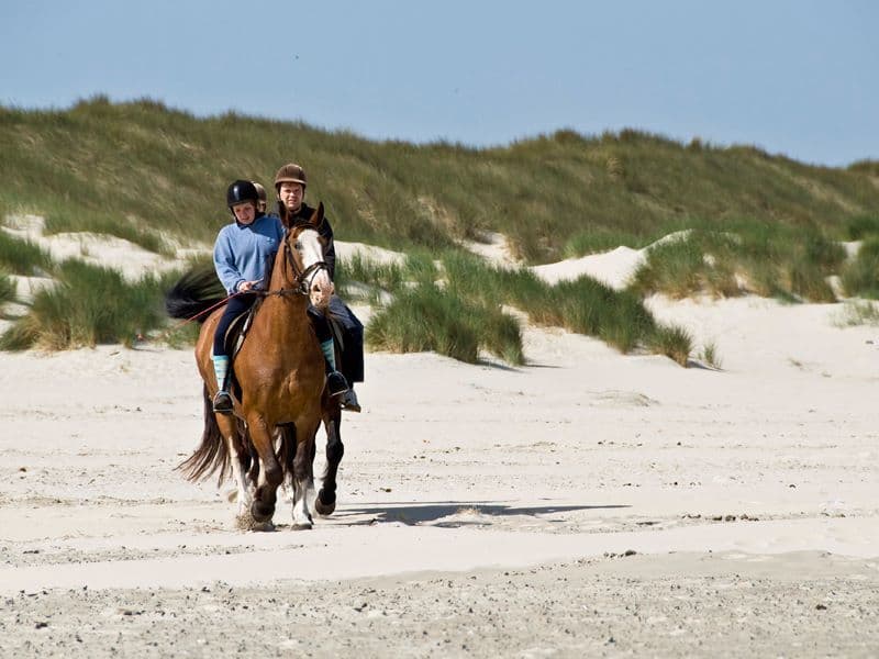 Paarden terschelling terpstra strand2 800x600