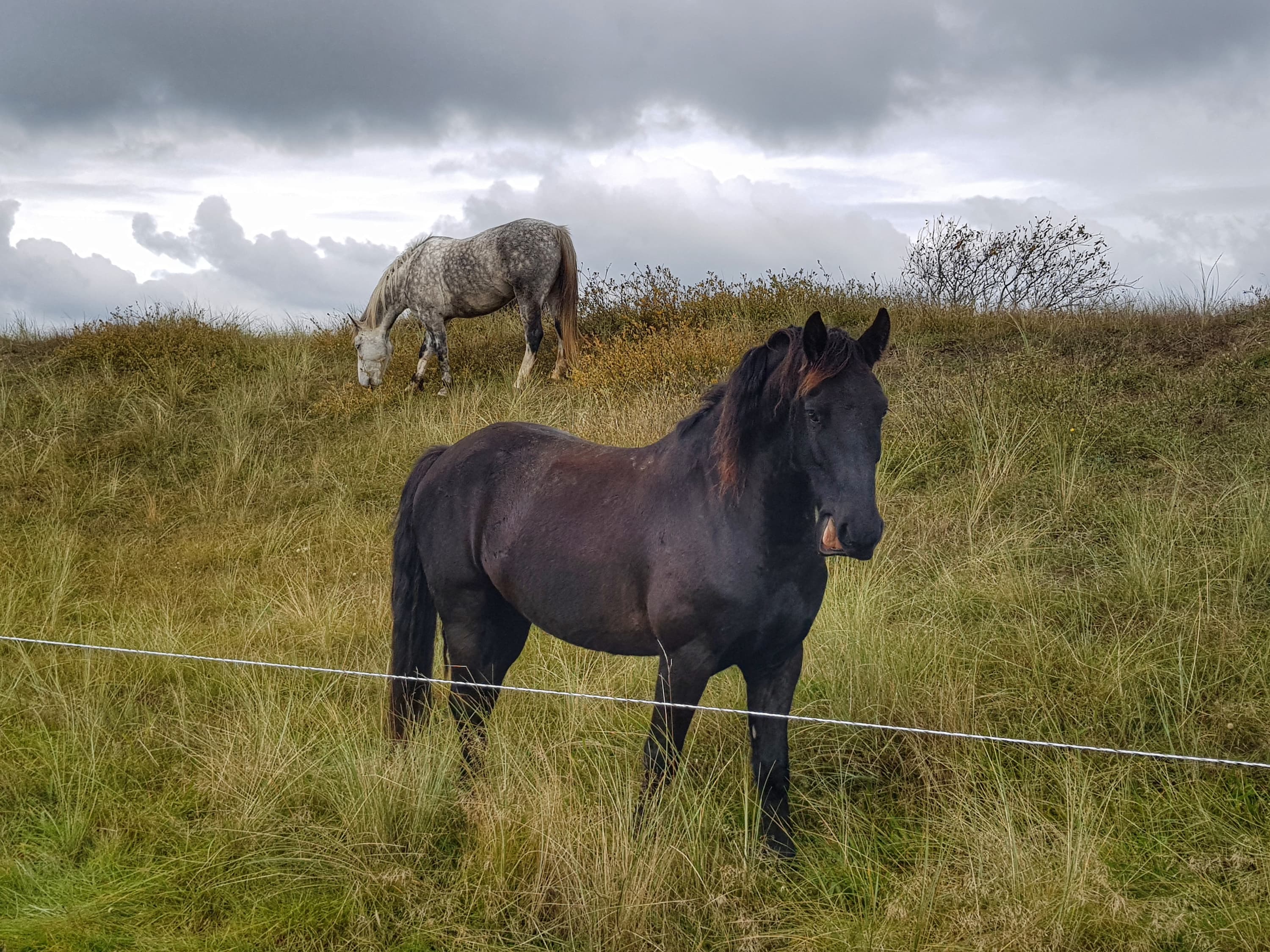 Stalling en weidegang op terschelling
