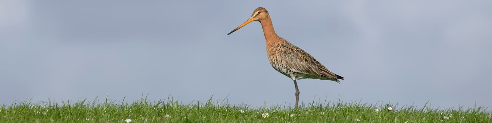 Typisch terschelling activiteiten en excursies