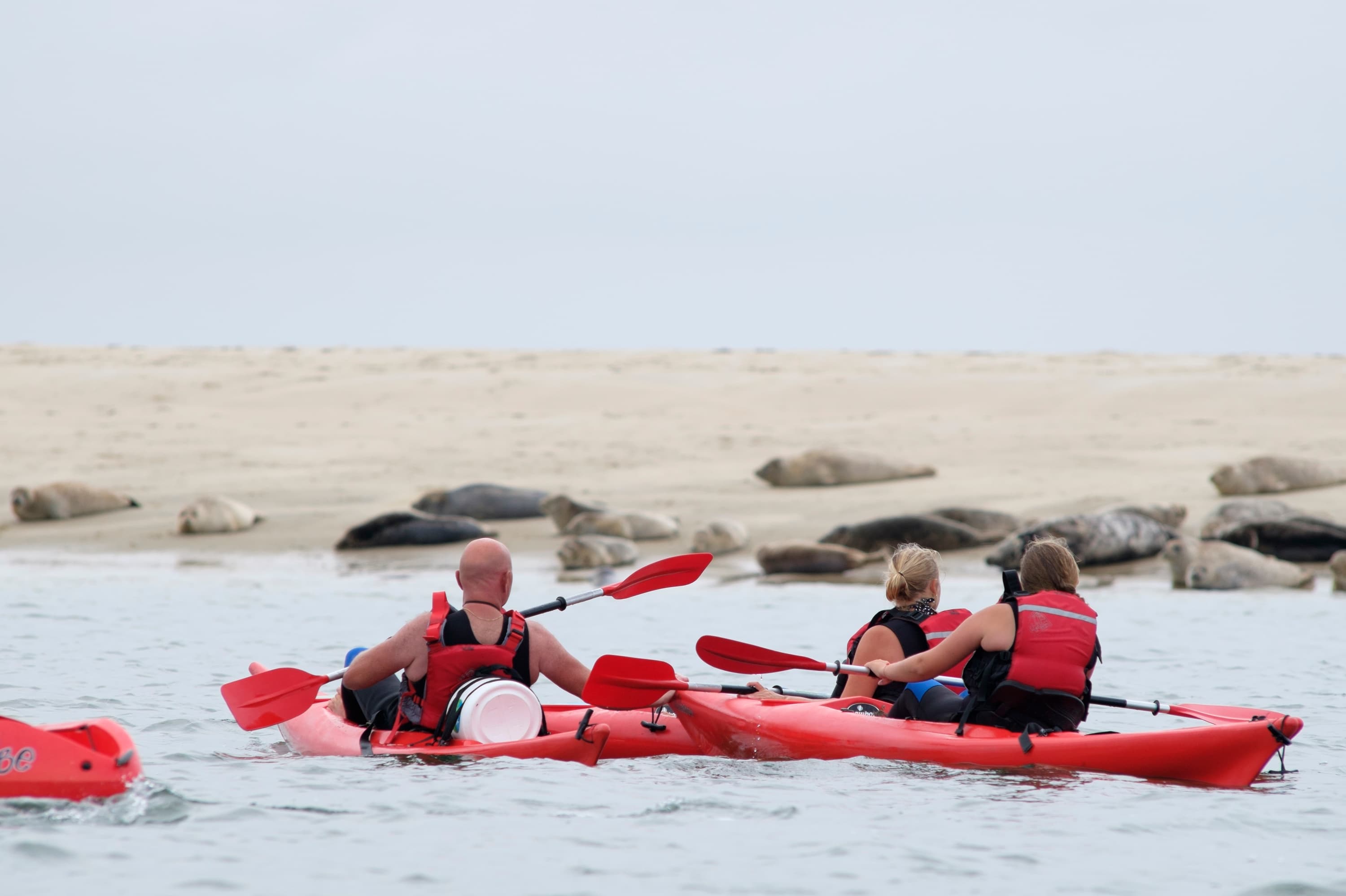 Wadden en zee excursies en activiteiten
