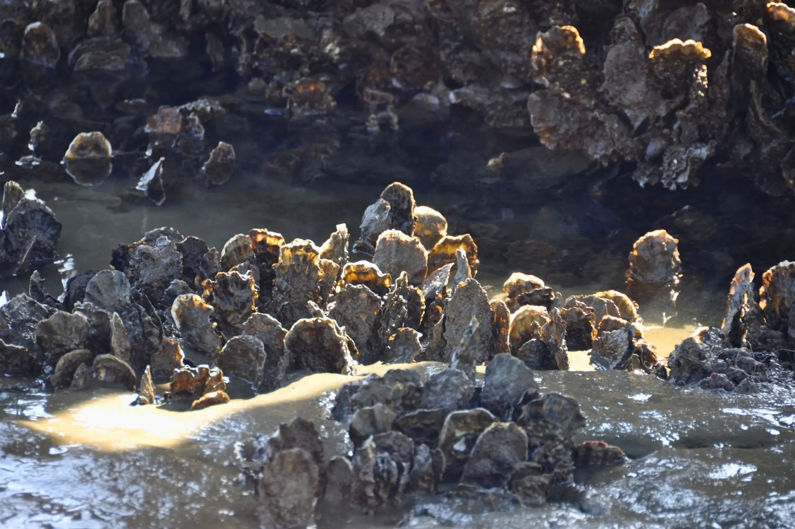 Photo by Paul Einerhand on Unsplash 4