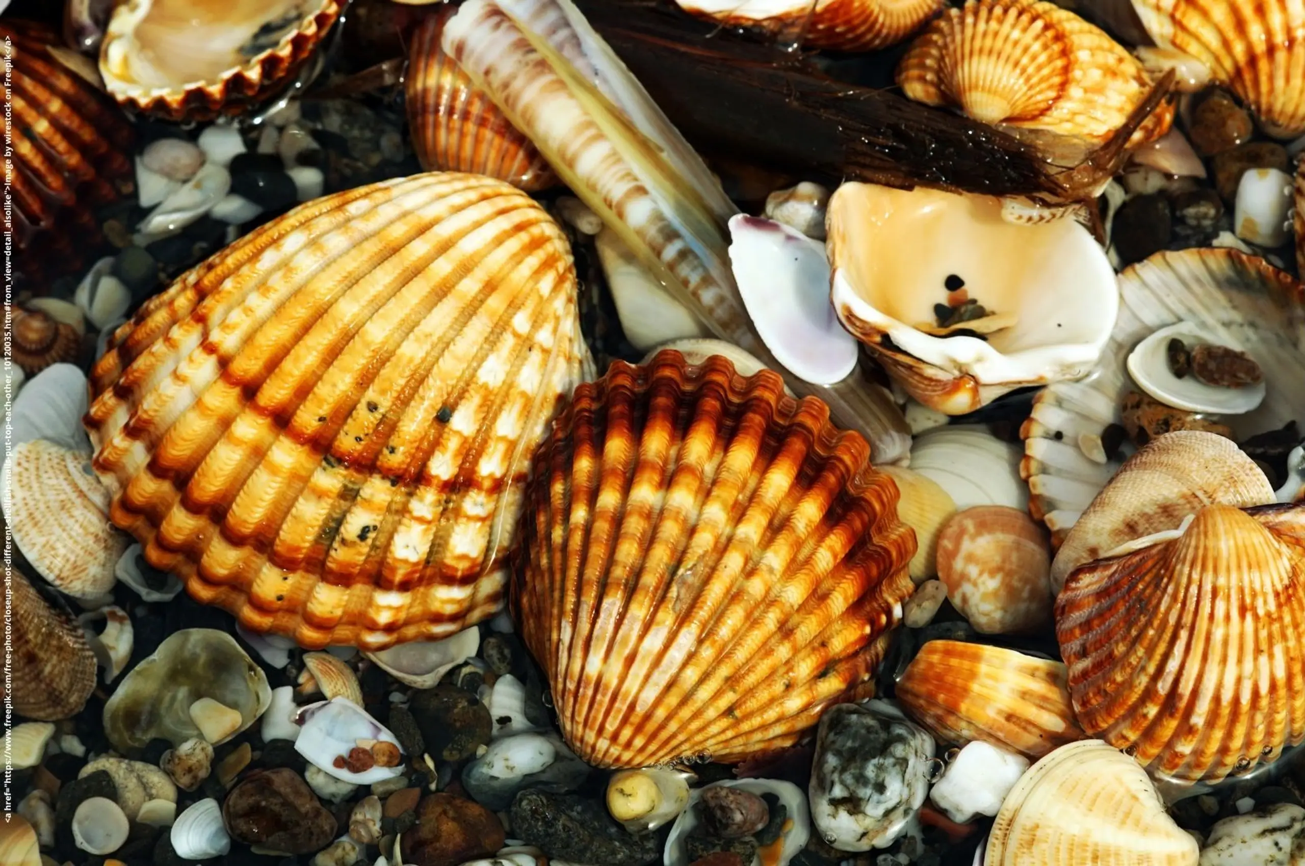 Photo by Paul Einerhand on Unsplash 5