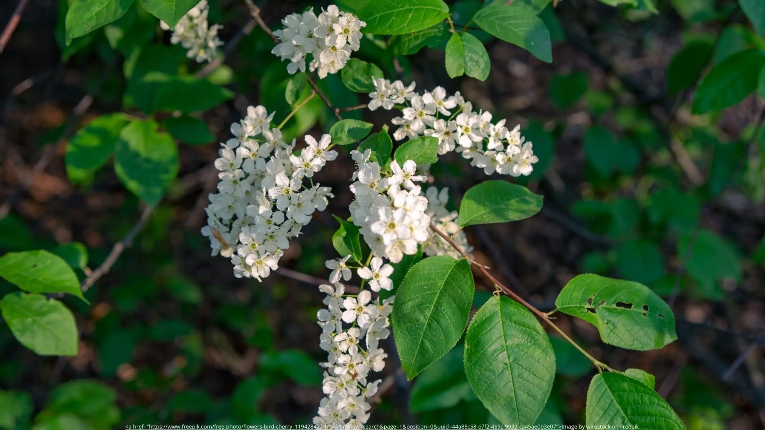 Photo by Paul Einerhand on Unsplash 19