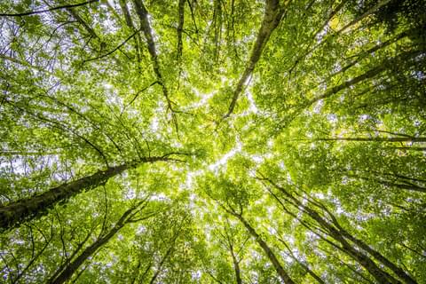 Sustainability trees