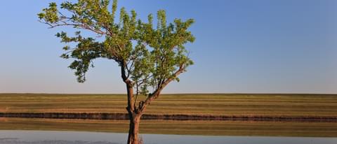 A single tree 2021 08 26 15 58 37 utc