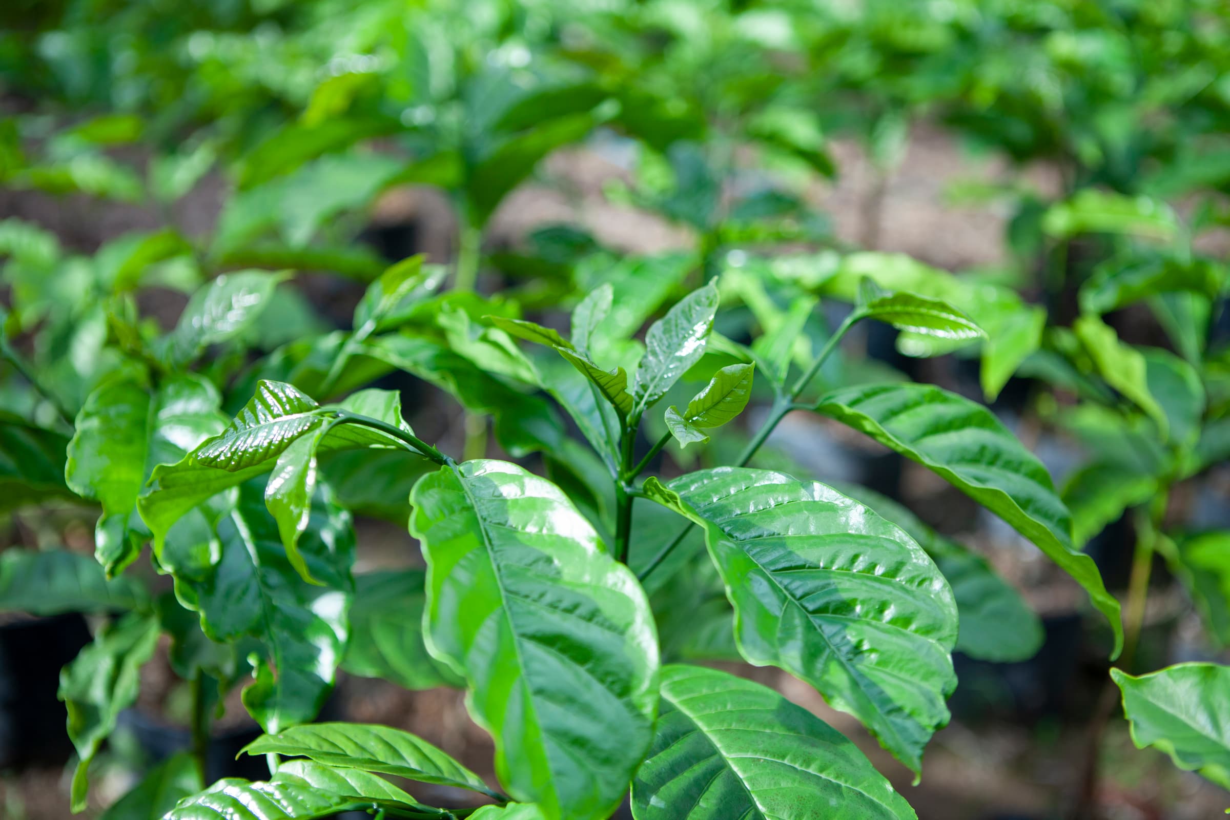 Robusta plants in a nursery environment. Photo by Armin Hari.