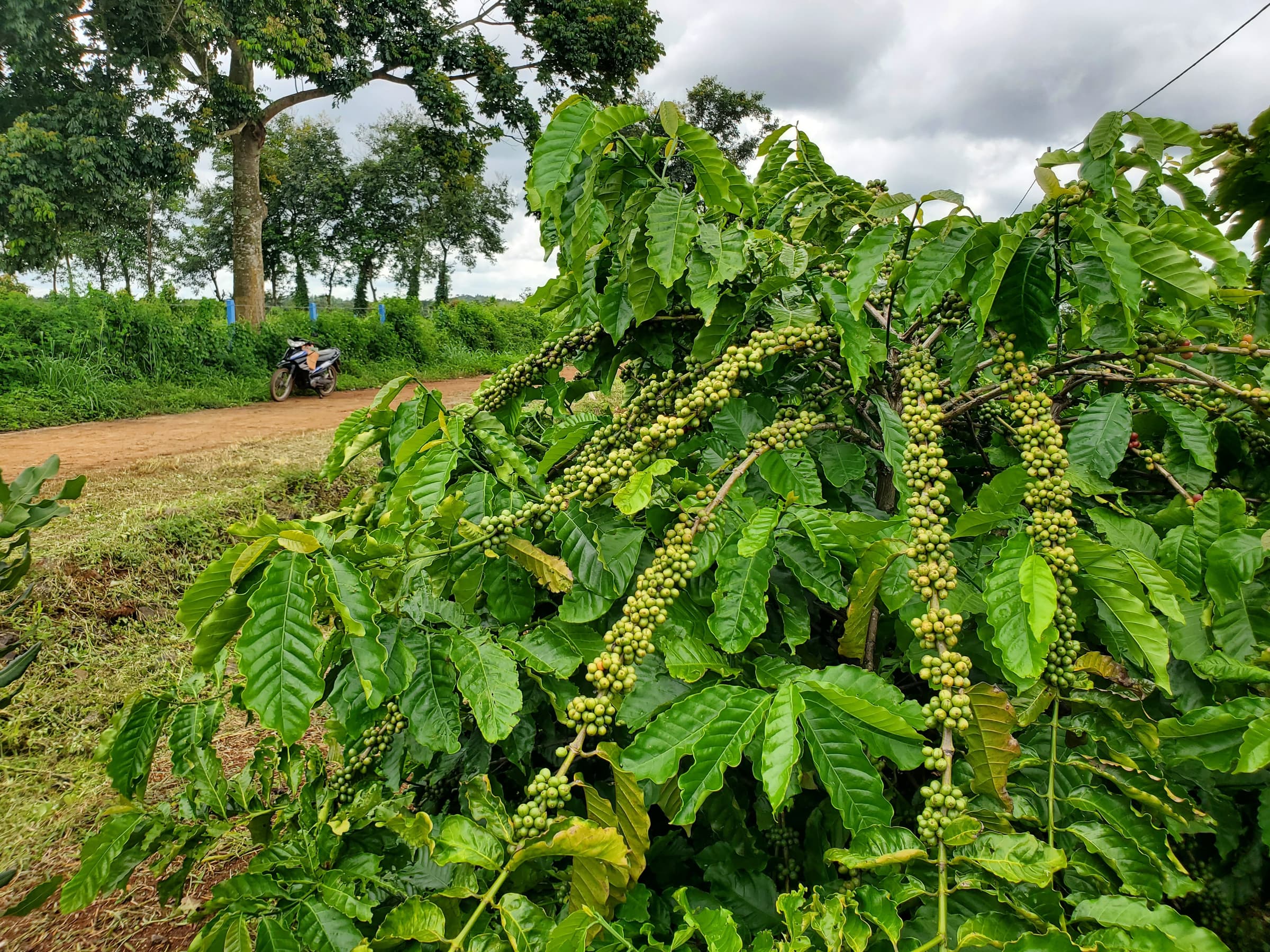 Robusta, WASI