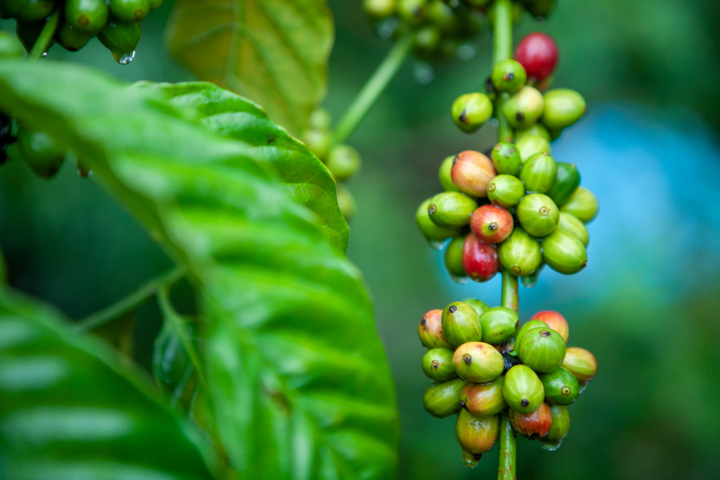 Healthy robusta cherries. Photo by Armin Hari.