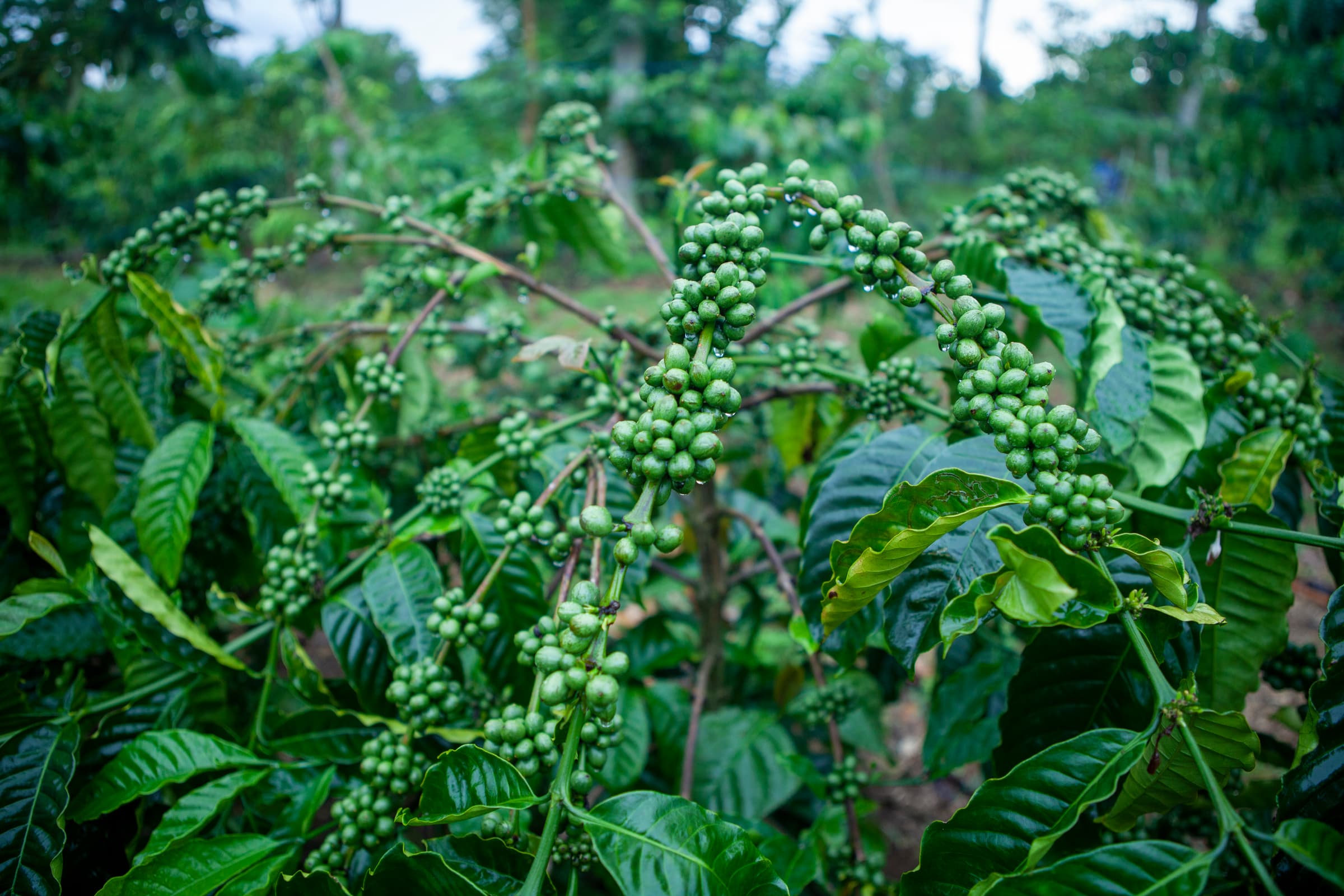 Cà phê Robusta: Lịch sử và Đa dạng sinh học của Robusta