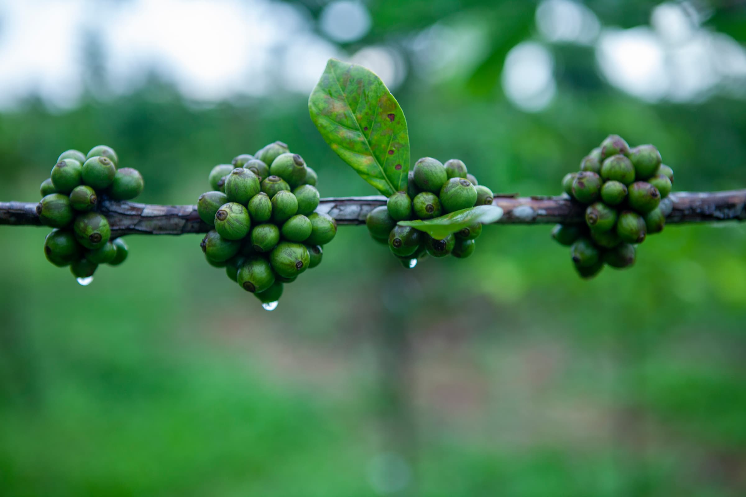 Exploring The Connection Between Canephora & Robusta - Perfect