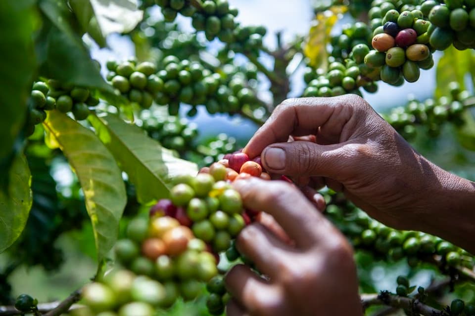 20 HEALTHY ROBUSTA CHERRY IMG 1100